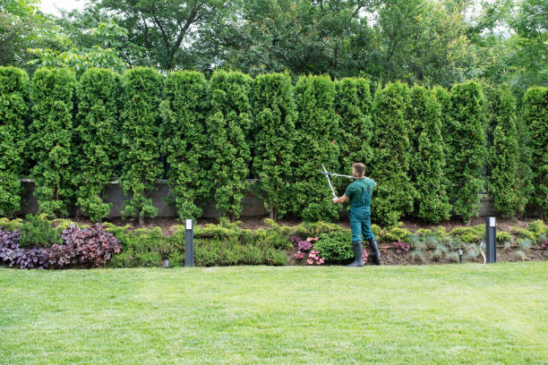 Best Tree Cutting Near Me  in Exton, PA